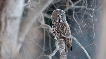 Norwegian great gray owl (Strix nebulosa)