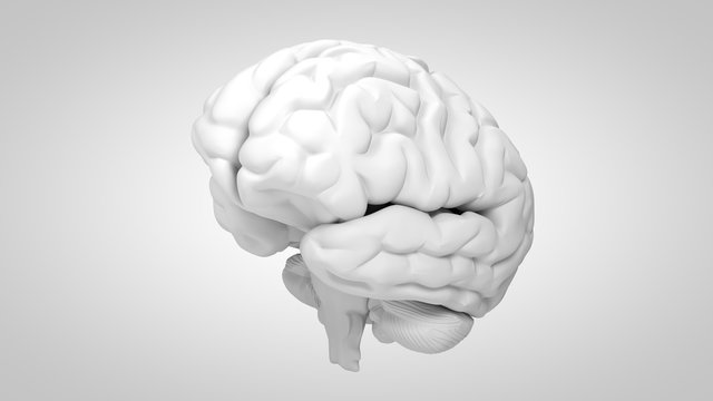 3D Illustration of human brain on clean background