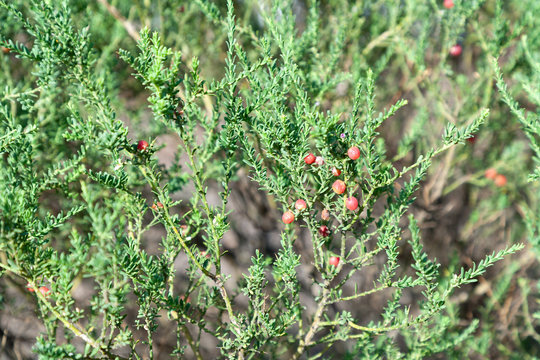 Berries and leaves of the tortoise berry, Muraltia spinosa
