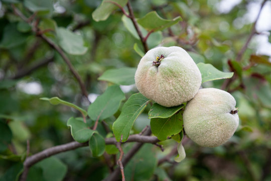 Fruit and leaves of the quince, cydonia oblonga