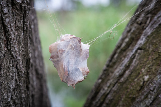Nest of the rain spider, Palystes castaneus