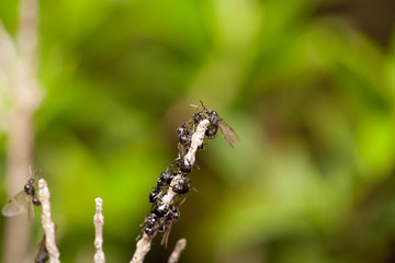 Alates of the cocktail ant, Crematogaster