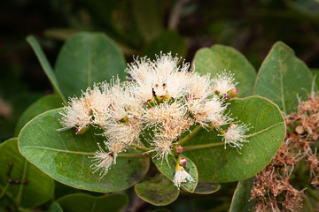 Fototapeta premium Flowers and leaves of the water berry, Syzygium cordatum