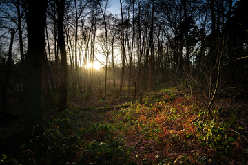 Obraz premium Leudal forest at Heythuysen, Limburg. Sun rays lighting up the foliage. Landscape in the Netherlands.