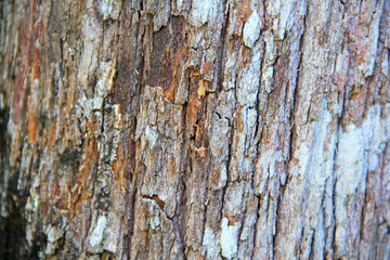 bark of a tree