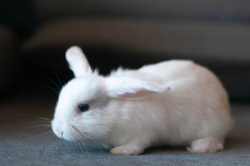 small domestic lop white rabbit long-eared posing