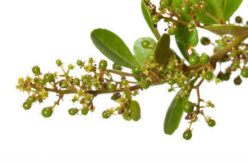 Berries and leaves of Rhus crenata