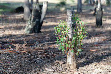 Sprouting from a cut down Eucalyptus tree