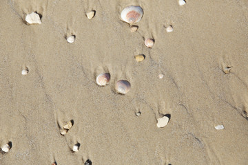 Fototapeta na wymiar shells in the sand texture of sand abstract background, pattern