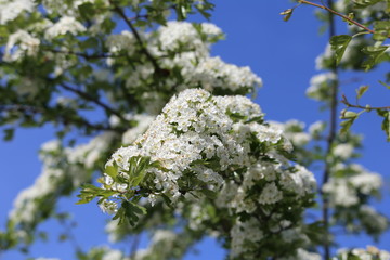 Sandornblüten