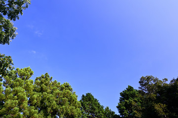 Obraz premium 木々に囲まれた青空