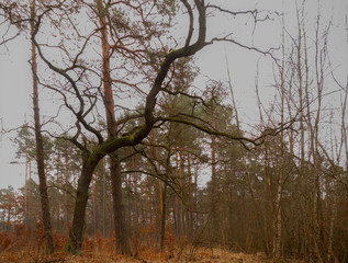 oblicze lasu fikuśne drzewo