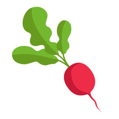 Red radish with green tops. Illustration of a vegetable on a white background in the flat style.
