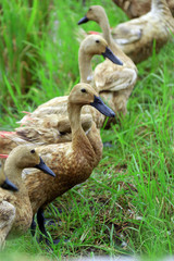 duck