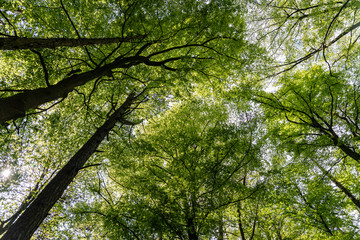 Cime d'arbre avec son feuillage vert au printemps sous un ciel bleu