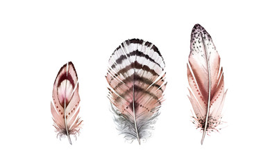 Watercolor feather set. Realistic painting with natural brown wings. Boho style illustration isolated on white. Wild bird feather collection in Rustic bright colors