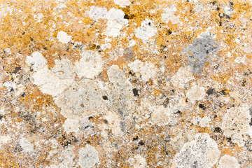 background of colorful crustose Lichen growing on a stone surface