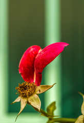Abgeblühte Rose mit einem einzelnen roten Blütenblatt und mehreren Kelchblättern, freier Blick auf die Staubblätter vor freigestelltem grünlichem Hintergrund