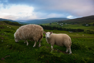 Fototapeta premium Sheep graze in a pasture of rolling green hills, near sunset on the Isle of Skye, Scotland. 