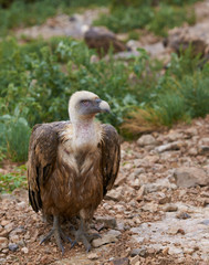 Wild Butre Looking at Camera