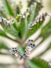 Small buds of kalanchoe sprout up on their leaves