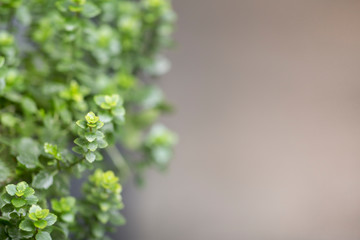 Green living plant leaves over gray blurred background