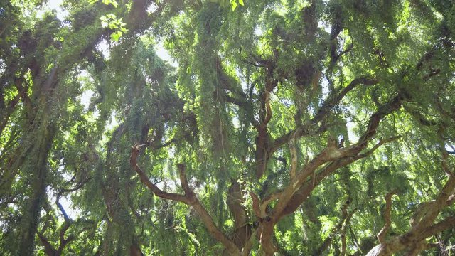 Tropical forest of Honolua Bay in Maui Hawaii. Honolua Bay located north of Kapalua, West Maui Hawaii, United States. Snorkeling paradise in marine and ecosystem preserve.