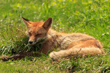 A young fox lies in a clearing on the green grass, squints and basks in the sun.