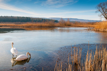 white swans on an autumn lake on a sunny day