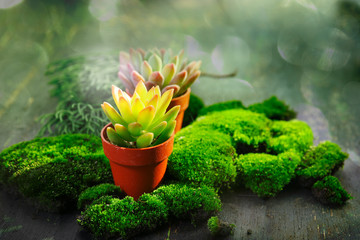 green moss and colorful succulents in small pots. botanical concept