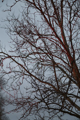 Enigmatic weave in the winter.