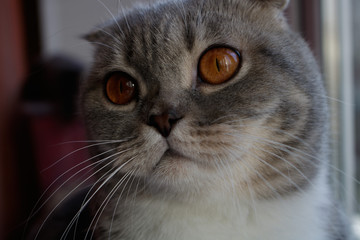 gray british fold cat with orange eyes close-up