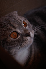 gray british fold cat with orange eyes close-up