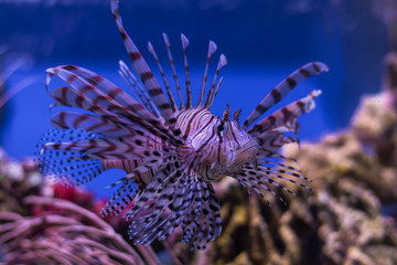 Radiant lionfish