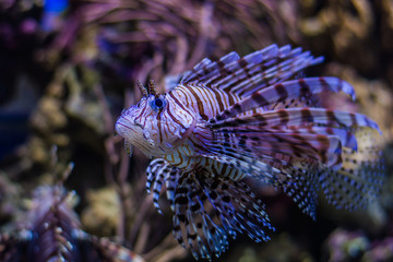 Radiant lionfish