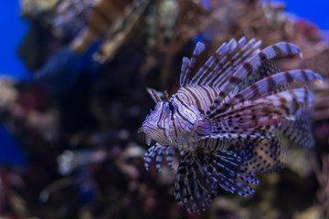Fototapeta na wymiar Radiant lionfish