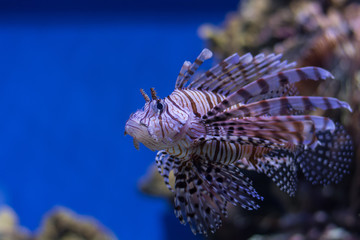 Obraz na płótnie Canvas Radiant lionfish