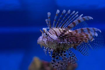 Naklejka na ściany i meble Radiant lionfish