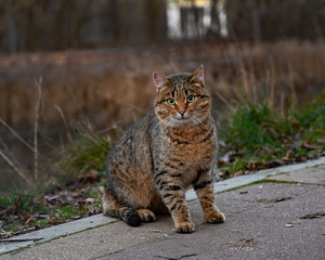 Tabby wild cat in the park