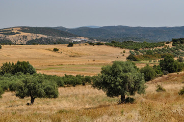 Field on the Greek island of Crete