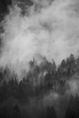 Nebel Landschaft Nadelwald