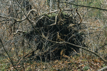 Fototapeta premium A Shot of the Roots of an Uprooted Tree
