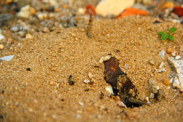 Sand