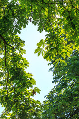 Fototapeta na wymiar chestnut tree leaves