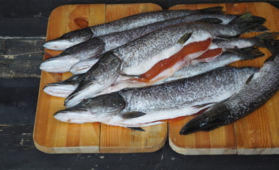 On a wooden black background on a cutting board of a carcass of carcass of fresh river fish pike. Place for an inscription. The use of fish for health.