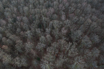 winter forst trees from above background