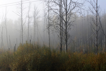 Fototapeta na wymiar Birch grove in the morning fog. Changing the forest landscape. Forests of Central Europe.