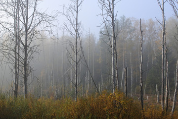 birch grove in the morning fog. changing the forest landscape.