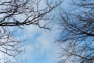 Fototapeta na wymiar Springtime trees background 