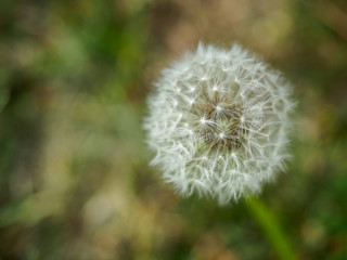 dandelion in the grass
